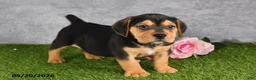 Beabull dogs for sale: Turnner - Ad 5