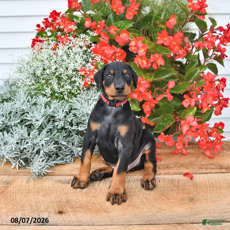 Doberman Pinscher dogs Bruno - Ad 1