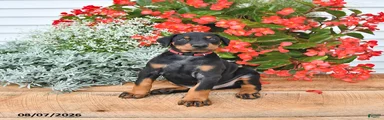 Bruno