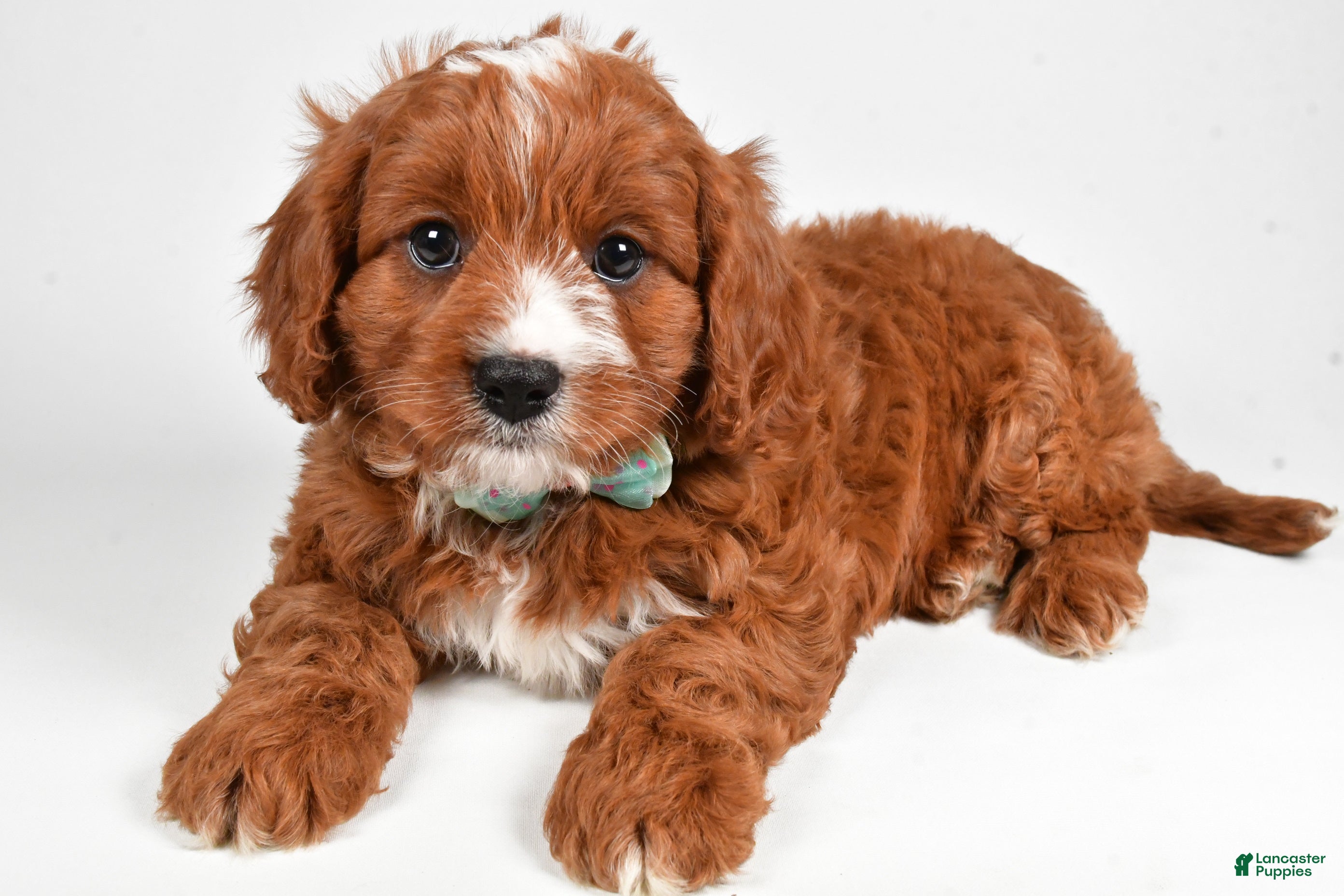 Cavapoo dogs Lonnie - Ad 30
