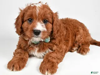Cavapoo dogs Lonnie - Ad 27