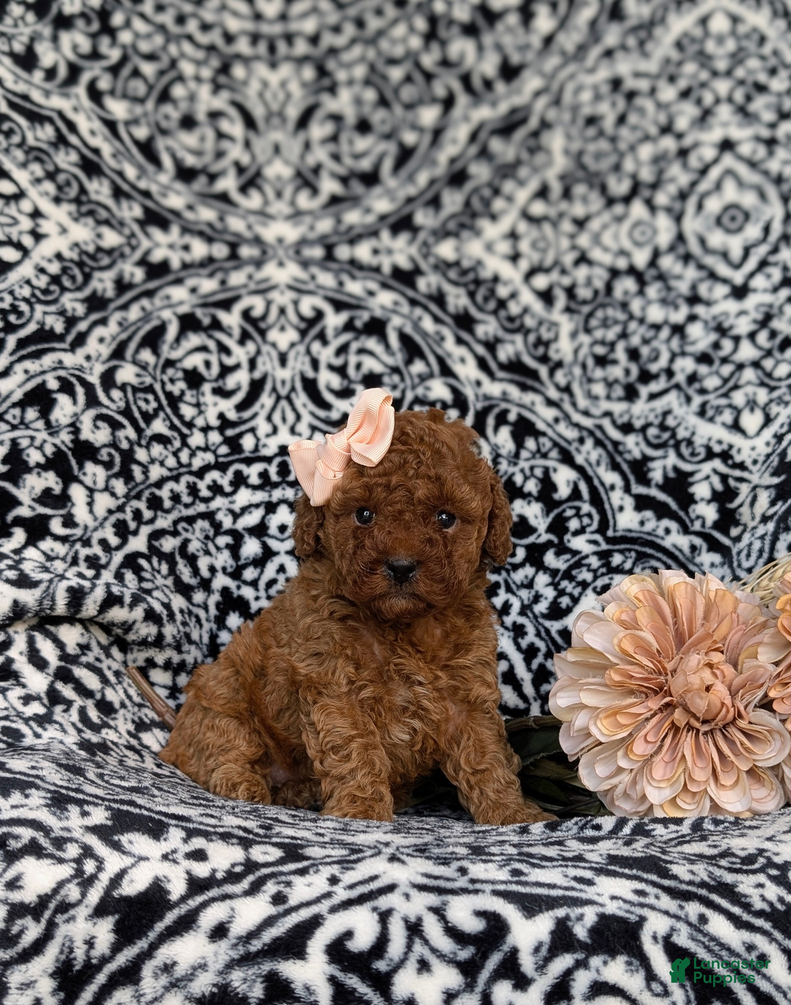 Miniature Poodle dogs Stormie - Ad 1
