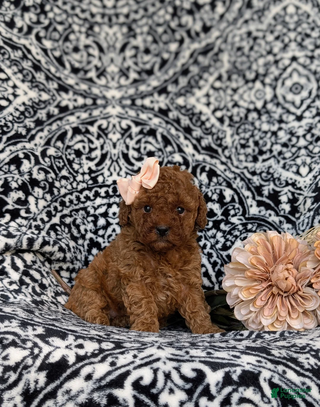 Miniature Poodle dogs for sale: Stormie - Ad 1