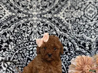 Miniature Poodle dogs for sale: Stormie - Ad 4