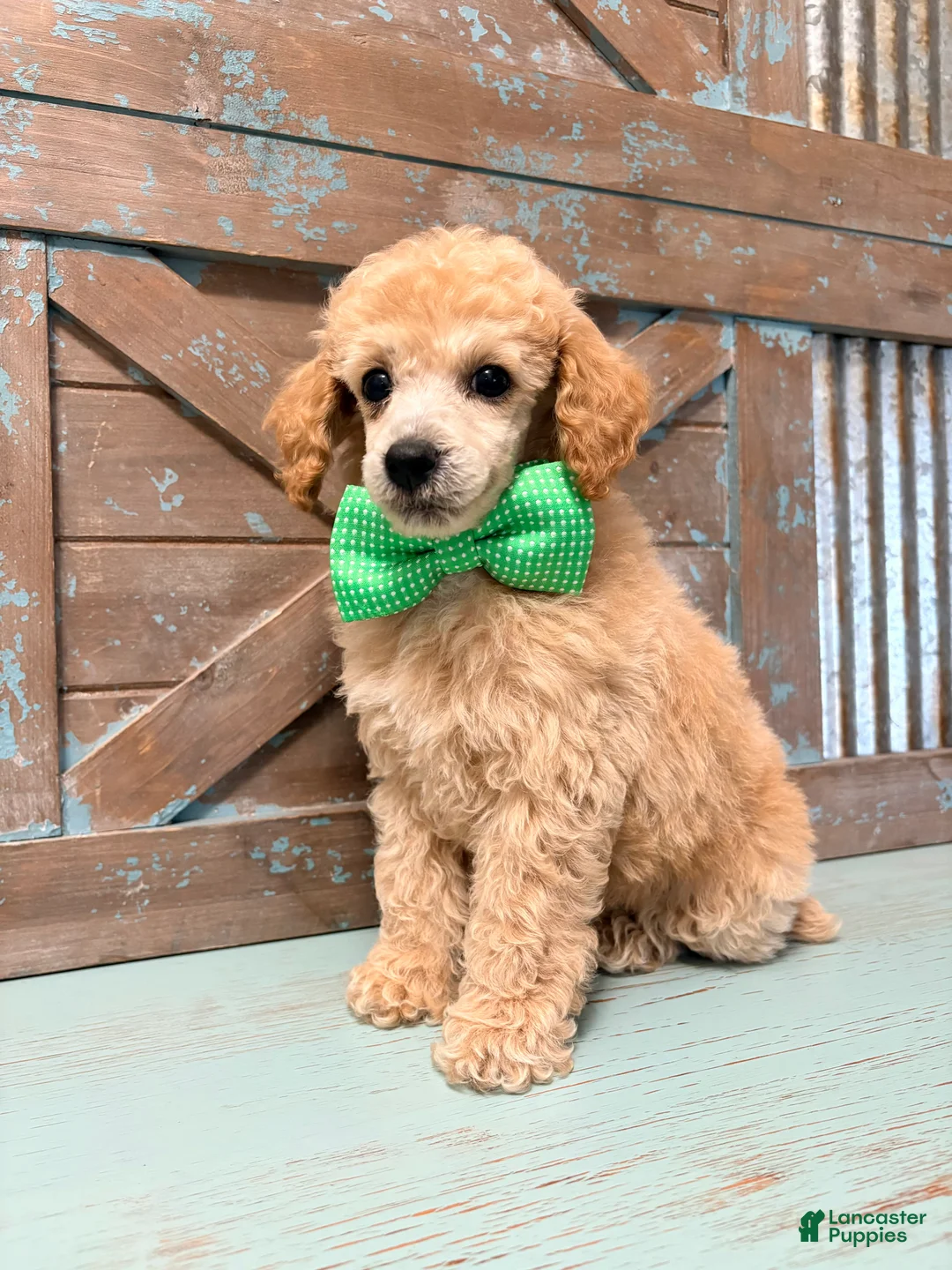 Toy Poodle dogs for sale: Toy Poodle 1 - Ad 1
