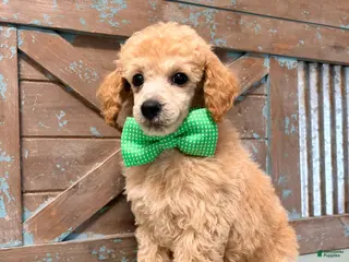 Toy Poodle dogs Toy Poodle 1 - Ad 1