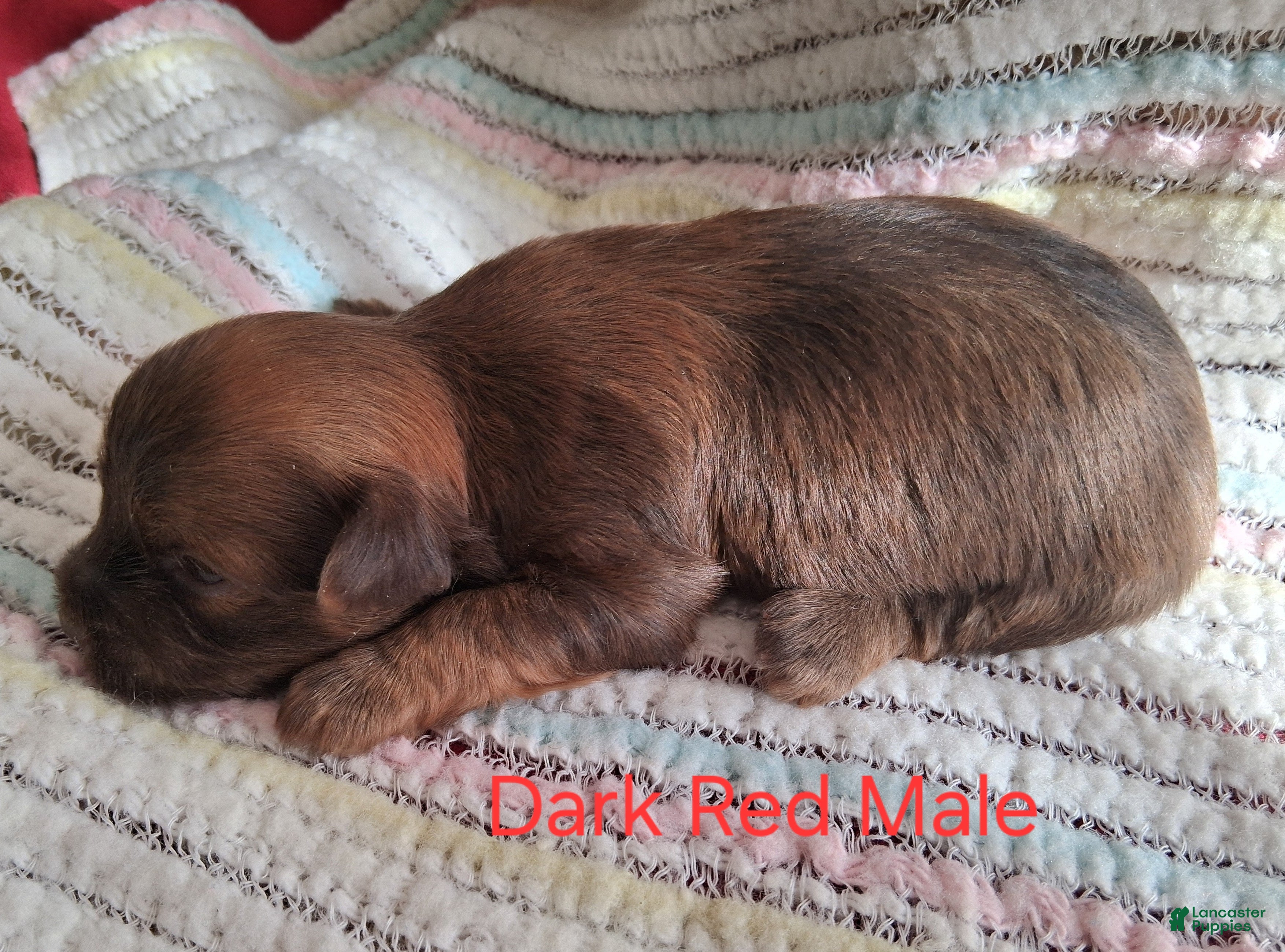 Havanese dogs for sale: Georgeous Dark Red Male  - Ad 3
