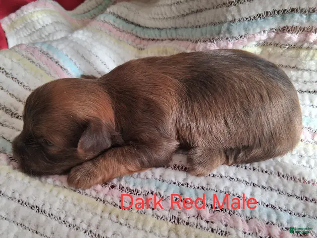 Havanese dogs for sale: Georgeous Dark Red Male - Ad 6