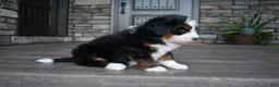 Mini Bernedoodle dogs for sale: Chester - Ad 5
