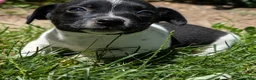 Jack Russell Terrier dogs for sale: Queen - Ad 3
