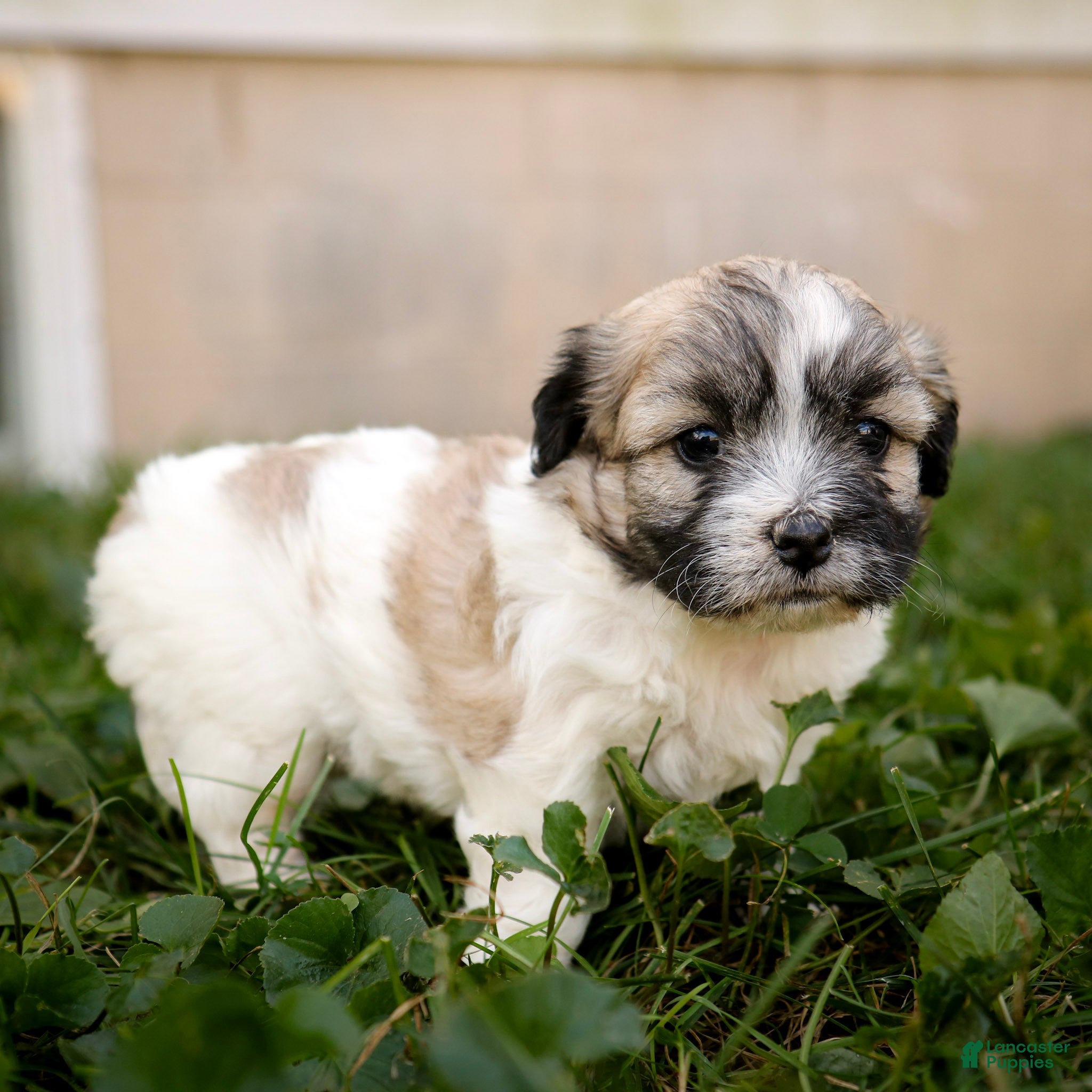 Teddy Bear dogs Wendy - Ad 2