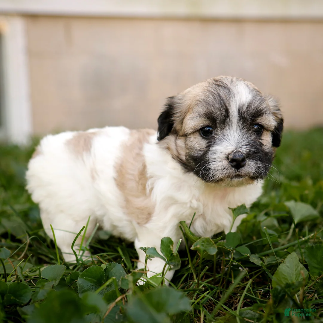 Teddy Bear dogs for sale: Wendy - Ad 2