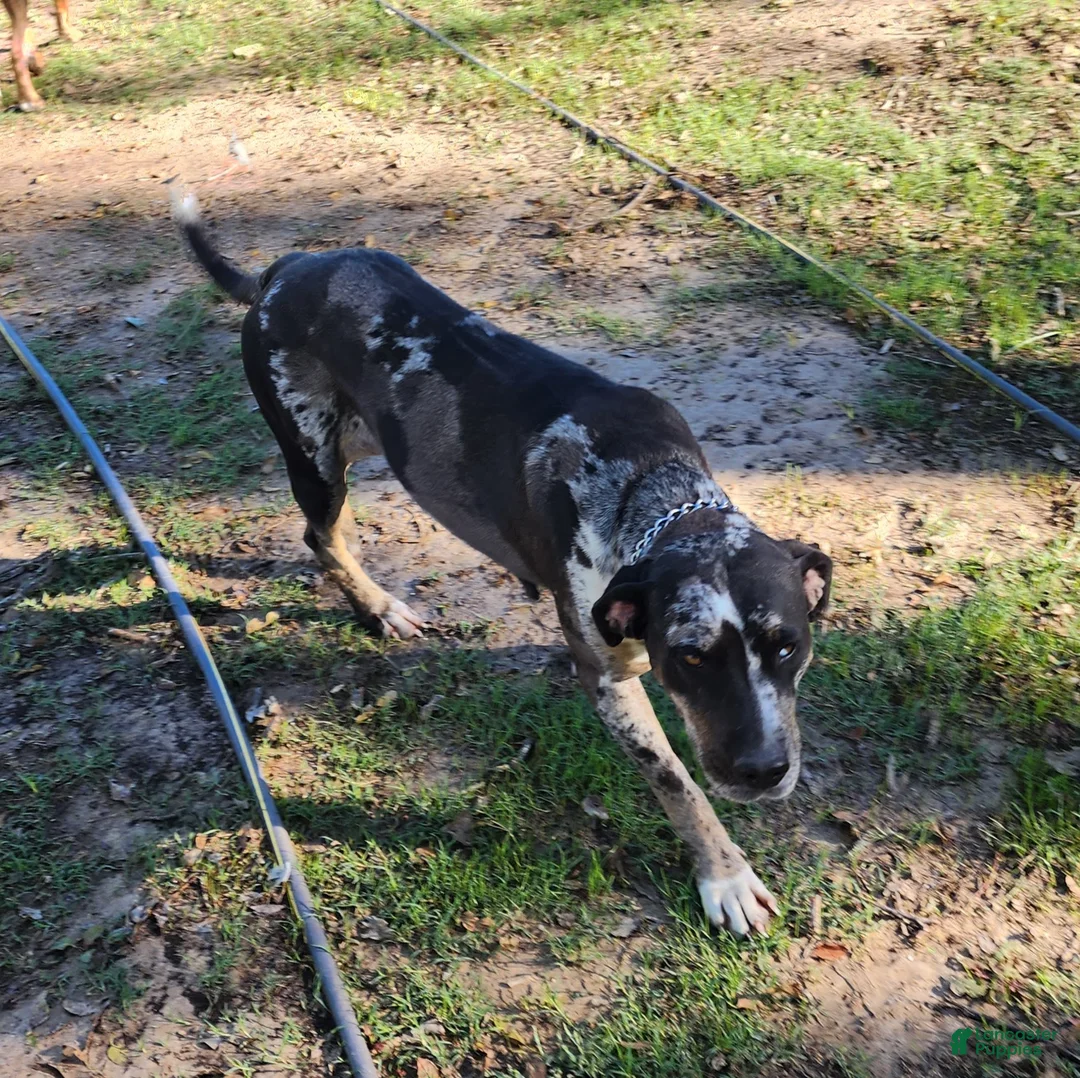 Catahoula Leopard Dog dogs for sale: Angel 2025 Female 1 - Ad 20