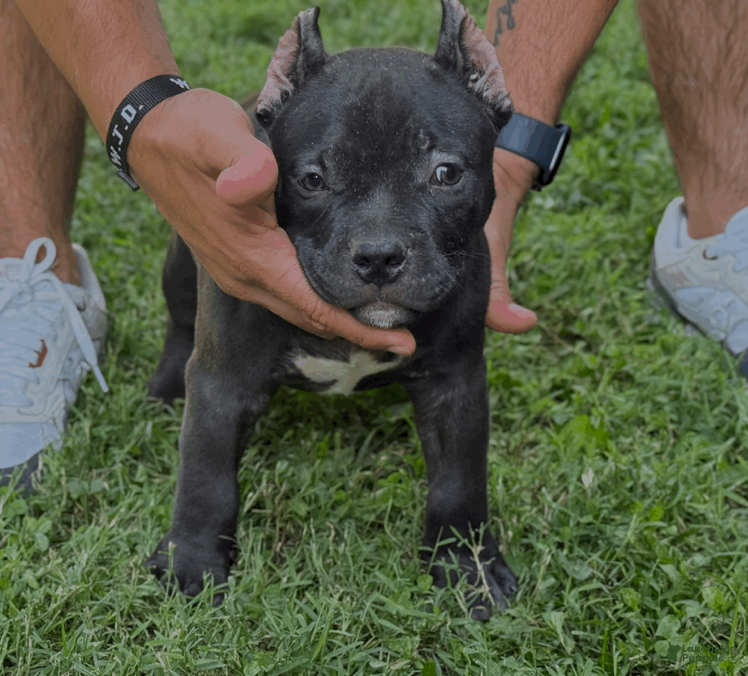 American Bully dogs for sale: Apollo - Ad 1