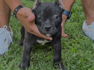 American Bully dogs Apollo - Ad 33