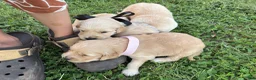 Golden Retriever dogs for sale: Golden Retriever 5 - Ad 16