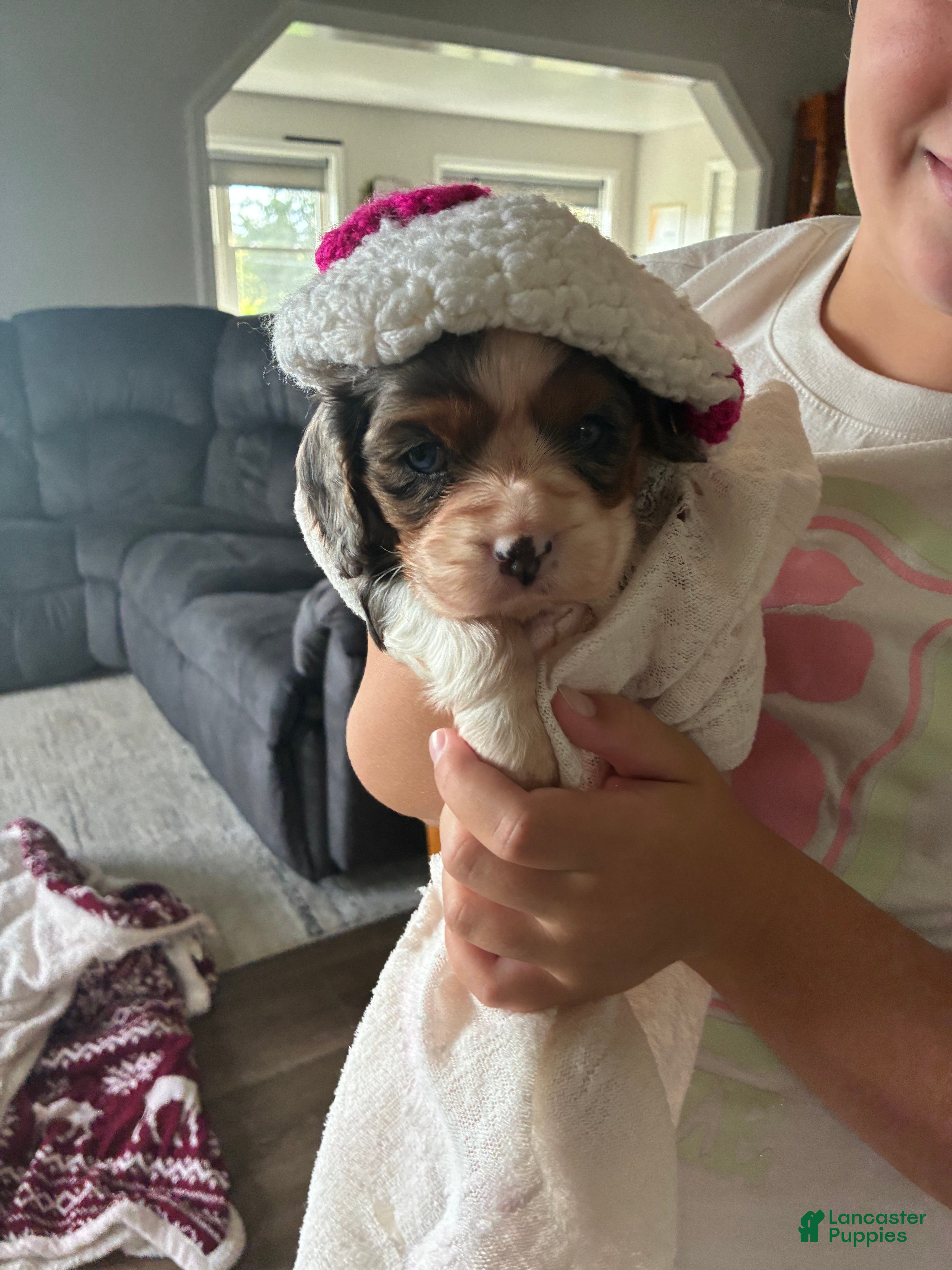 Cavalier King Charles Spaniel dogs Lila - Ad 2