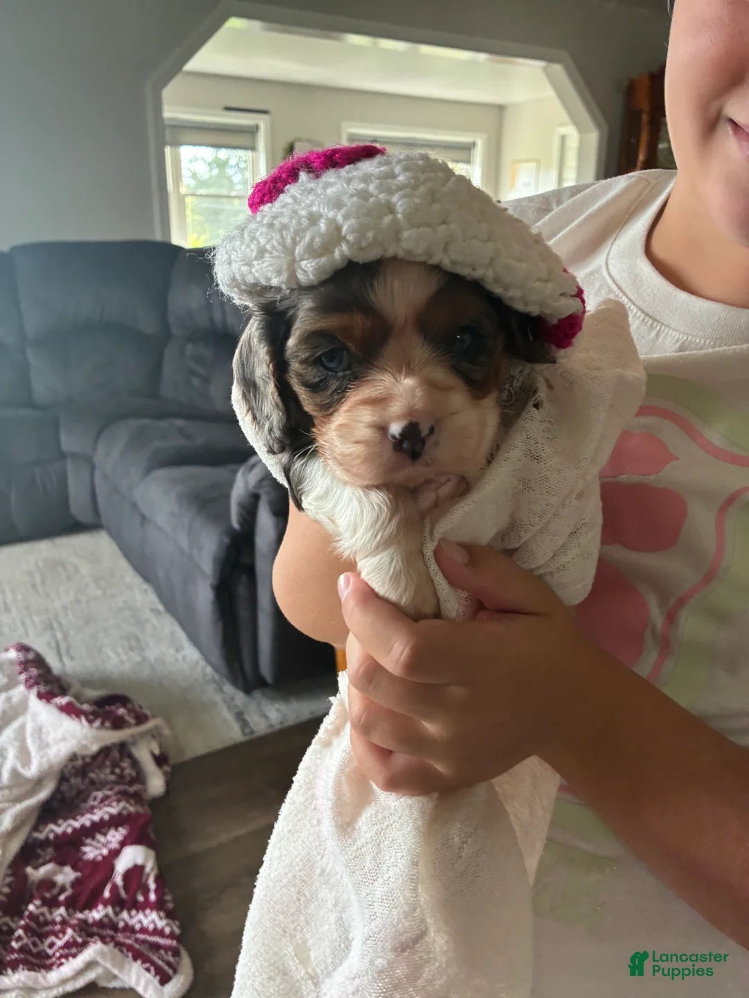 Cavalier King Charles Spaniel dogs for sale: Lila - Ad 2