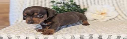 Miniature Dachshund dogs for sale: Zoey - Ad 9