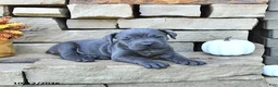 Cane Corso dogs for sale: Mia  - Ad 4