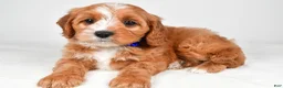 Cavapoo dogs for sale: Kelsey - Ad 4