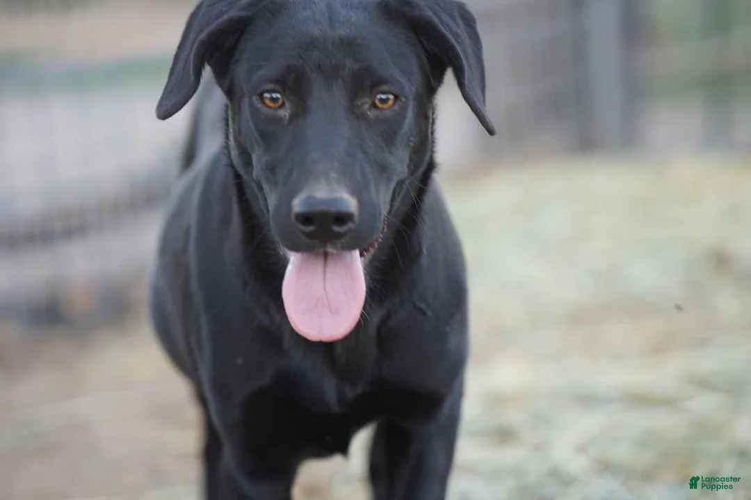 Mixed Breed dogs for sale: Jet Tiscar Farm Dog - Ad 49