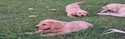 Labrador Retriever dogs for sale: Meet Your New Best Friend! Beautiful Yellow Male Labrador Retriever Puppies Available 💛 - Ad 44