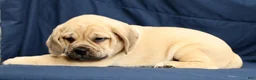 Puggle dogs for sale: Casey - Ad 4