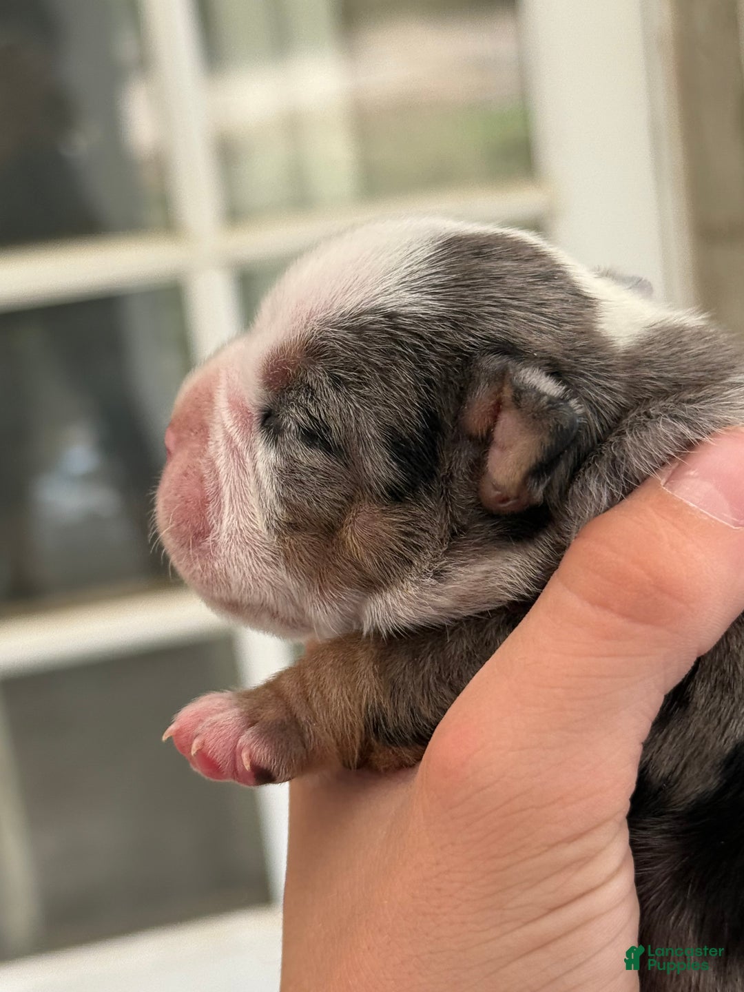Olde English Bulldogge litter of puppies for sale in Yucaipa