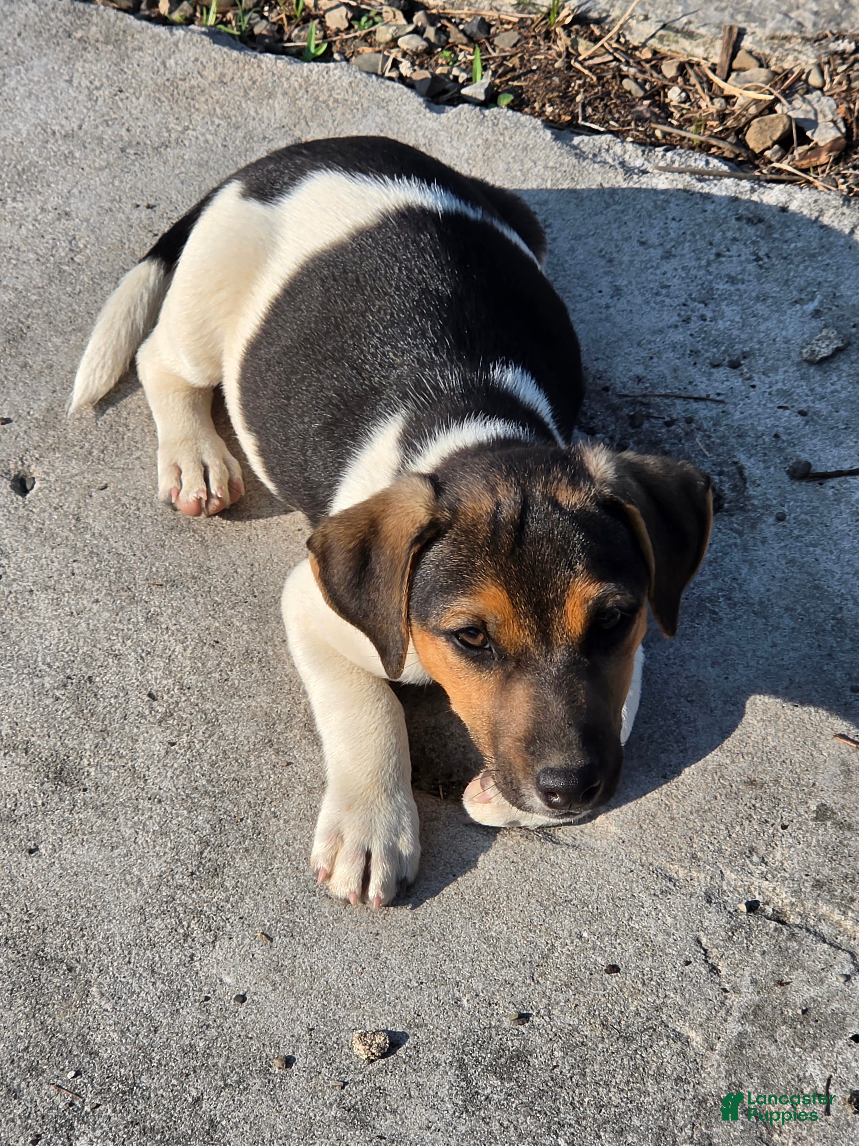 Jack Russell Terrier dogs for sale: Jack Russell Terrier 5 - Ad 3