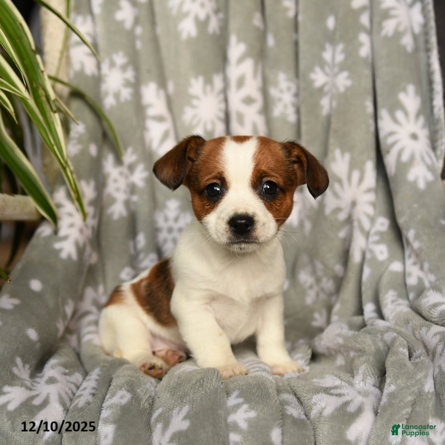 Mixed Breed dogs Macy - Ad 19