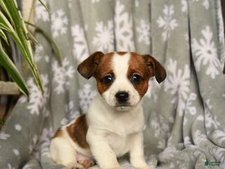 Mixed Breed dogs Macy - Ad 19