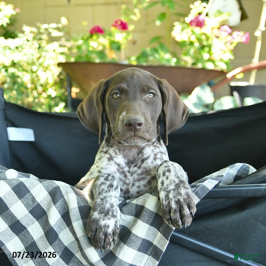 German Shorthaired Pointer dogs Juliet  - Ad 2
