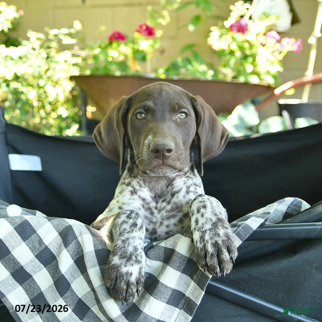 German Shorthaired Pointer dogs for sale: Juliet  - Ad 2