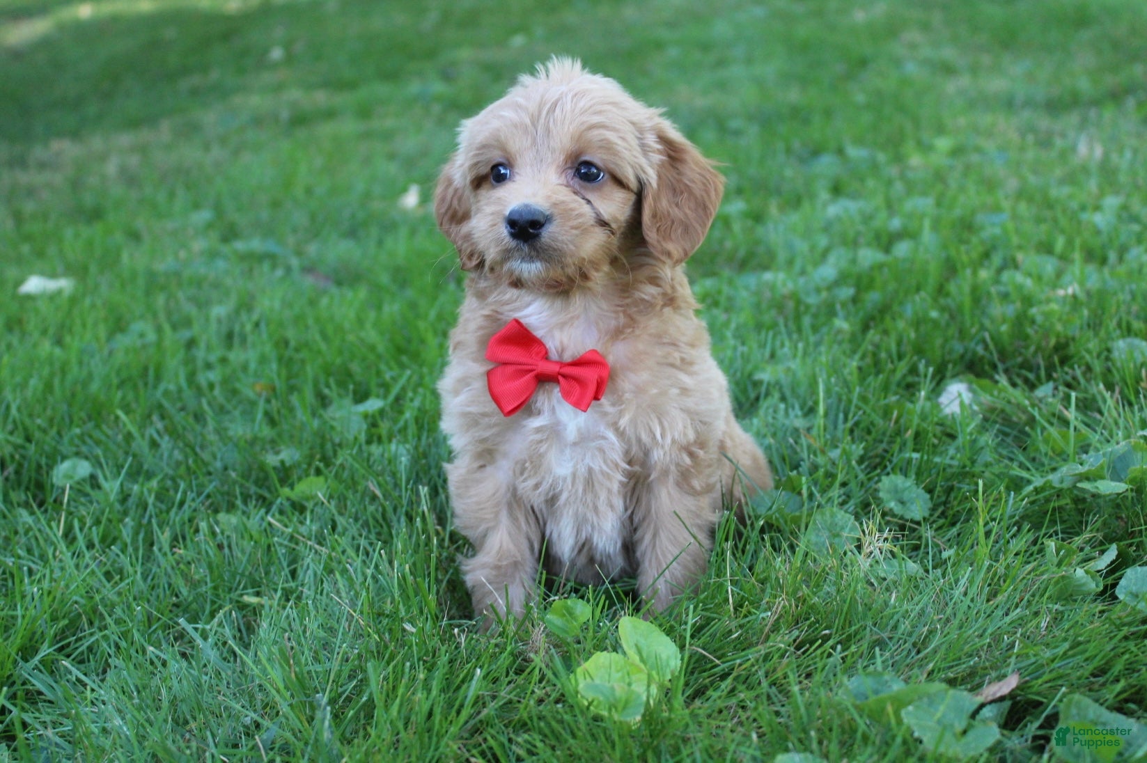 Mini Goldendoodle dogs Dewie 💎 - Ad 2