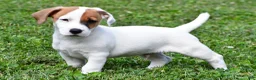 Jack Russell Terrier dogs for sale: Buster - Ad 6