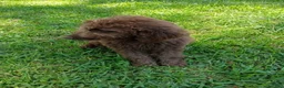 Labradoodle dogs for sale: Arno - Ad 2