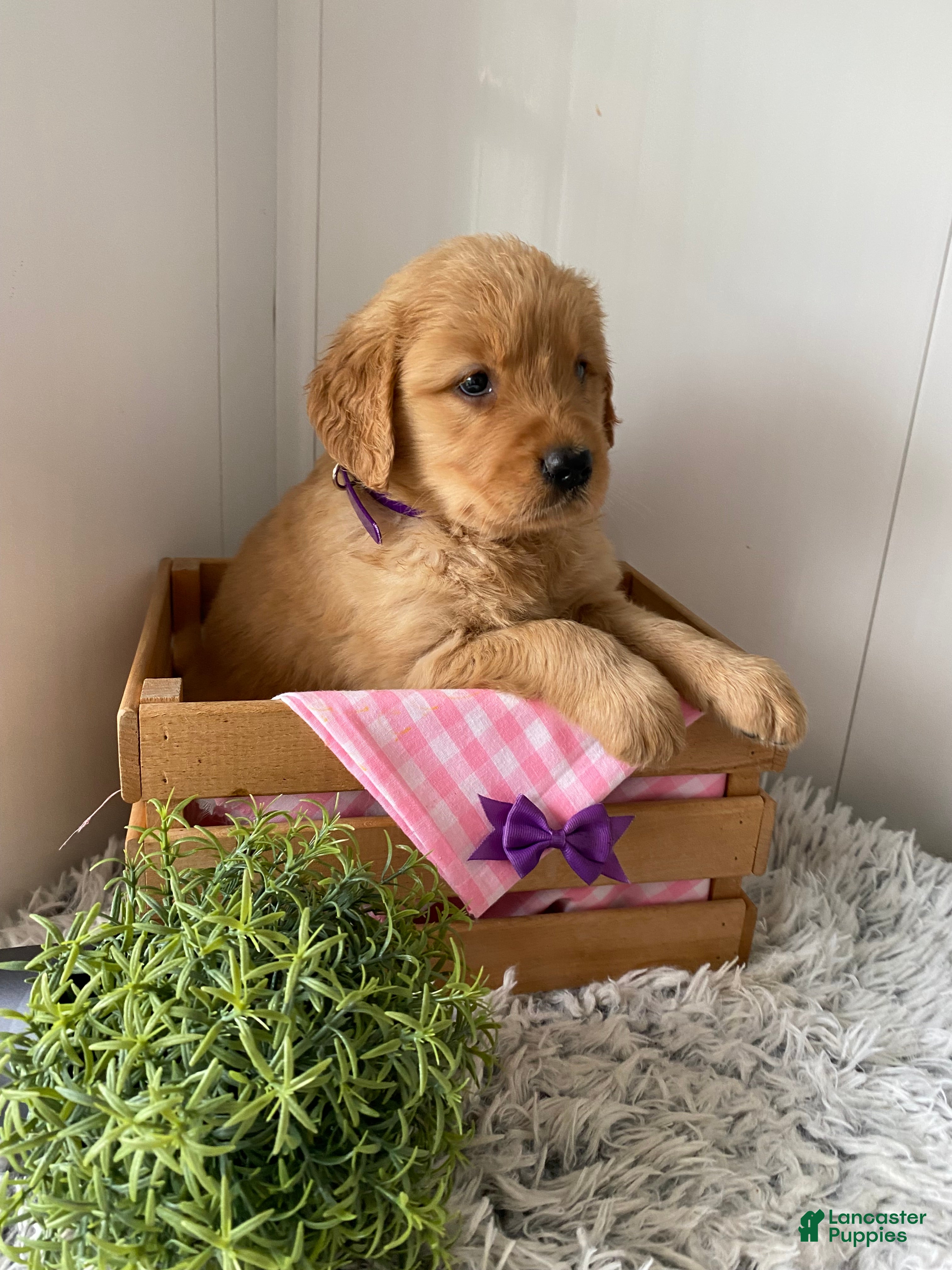 Golden Retriever dogs for sale: Golden Retriever Lola  - Ad 1