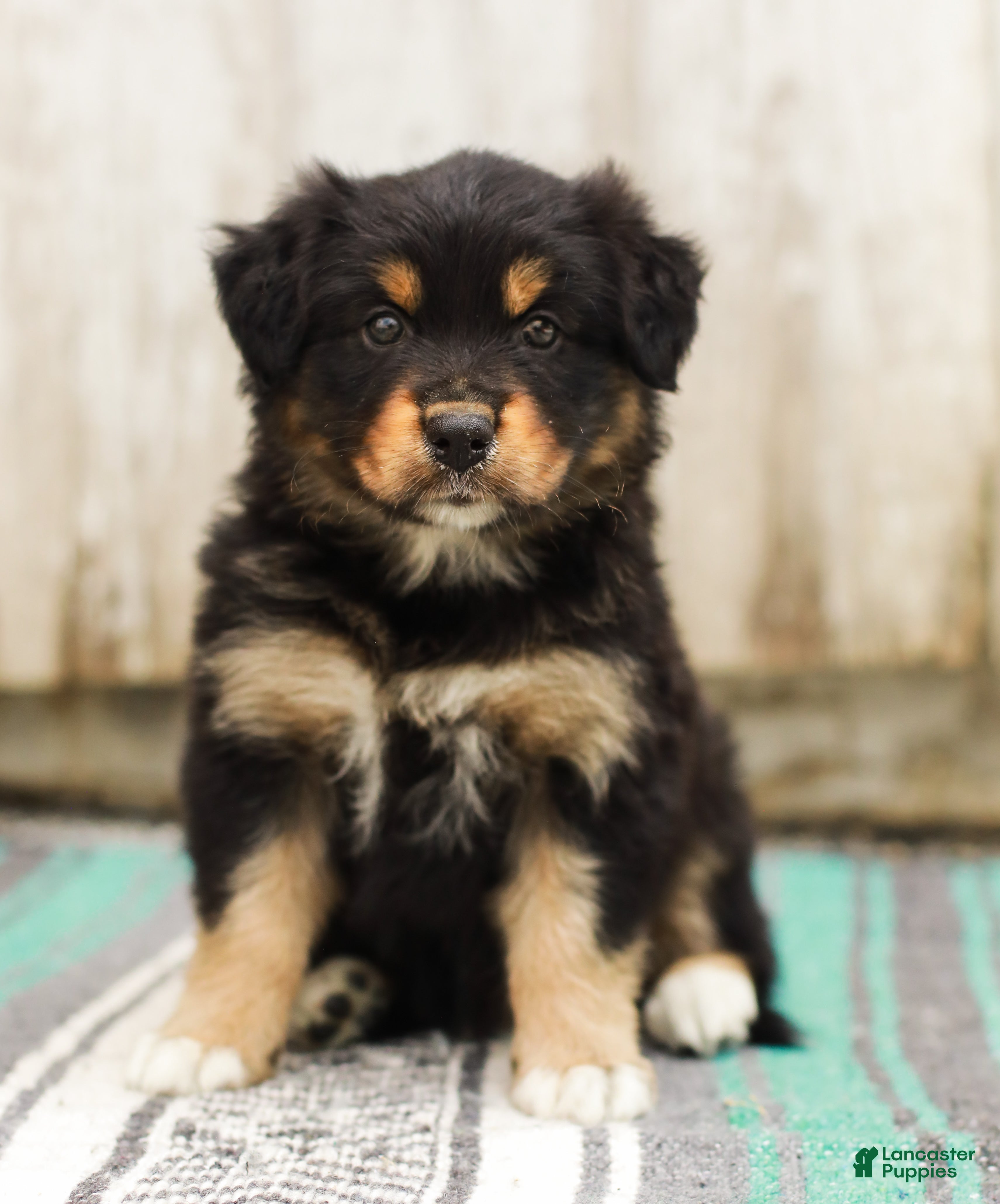 Australian Shepherd dogs Trisha - Ad 2