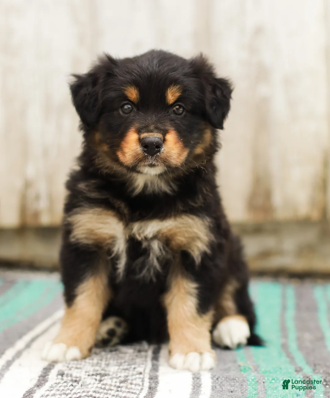 Australian Shepherd dogs for sale: Trisha - Ad 2