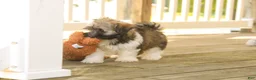 Havanese dogs for sale: Atlas Havanese  - Ad 3