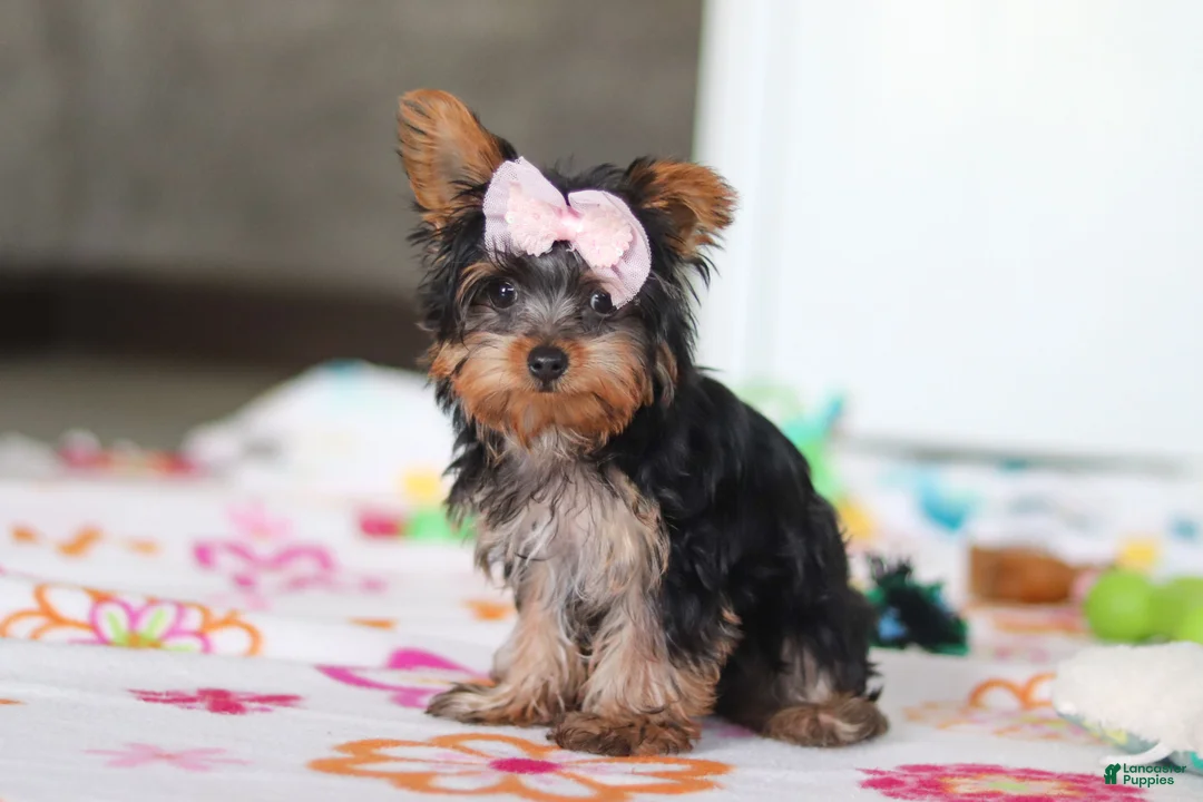 Yorkshire Terrier dogs for sale: Daisy - Ad 2