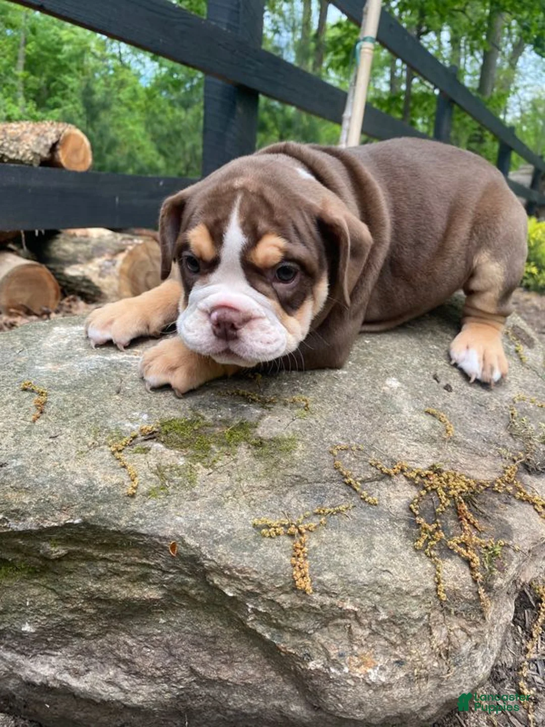 Mixed Breed dogs for sale: Sheba - Ad 2