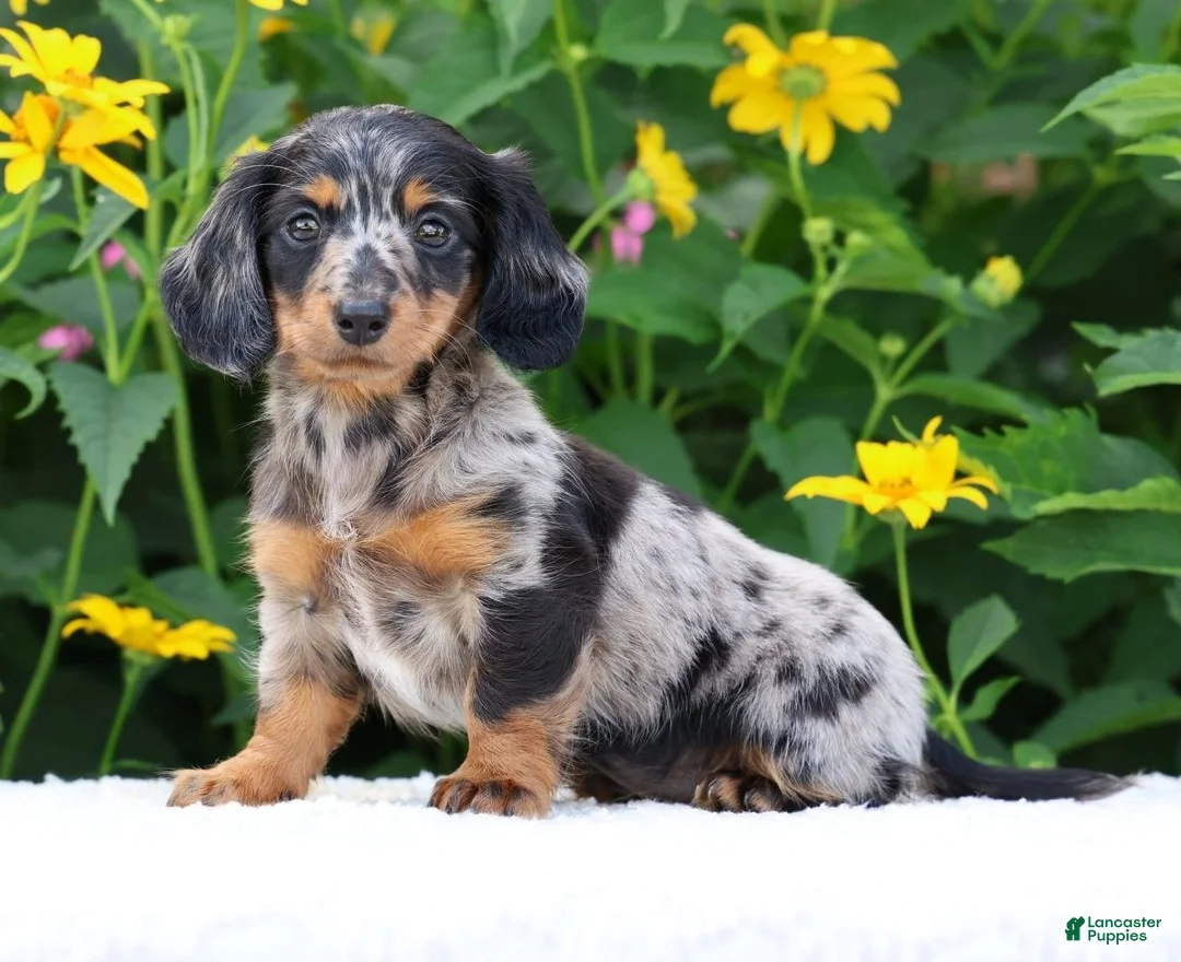 Miniature Dachshund dogs for sale: Brianni - Ad 2