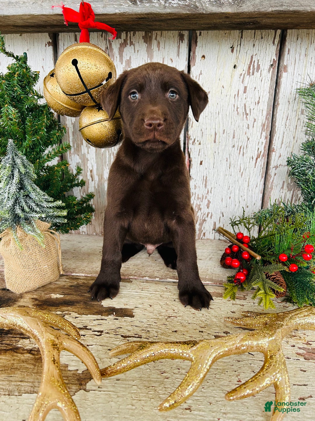 Labrador Retriever dogs for sale: Dasher - Ad 7