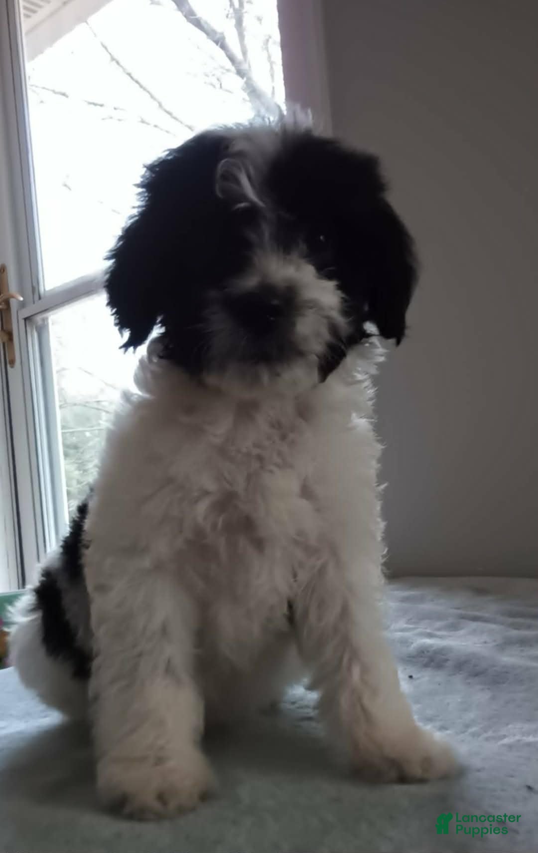 Goldendoodle dogs for sale: Panda Bear - Ad 2