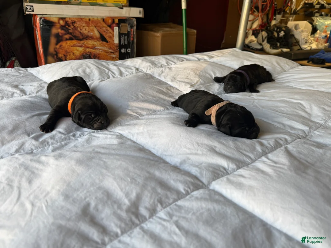 Cane Corso dogs for sale: Cane Corso Puppy 9 - Ad 2
