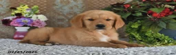 Golden Retriever dogs for sale: Laddie - Ad 5