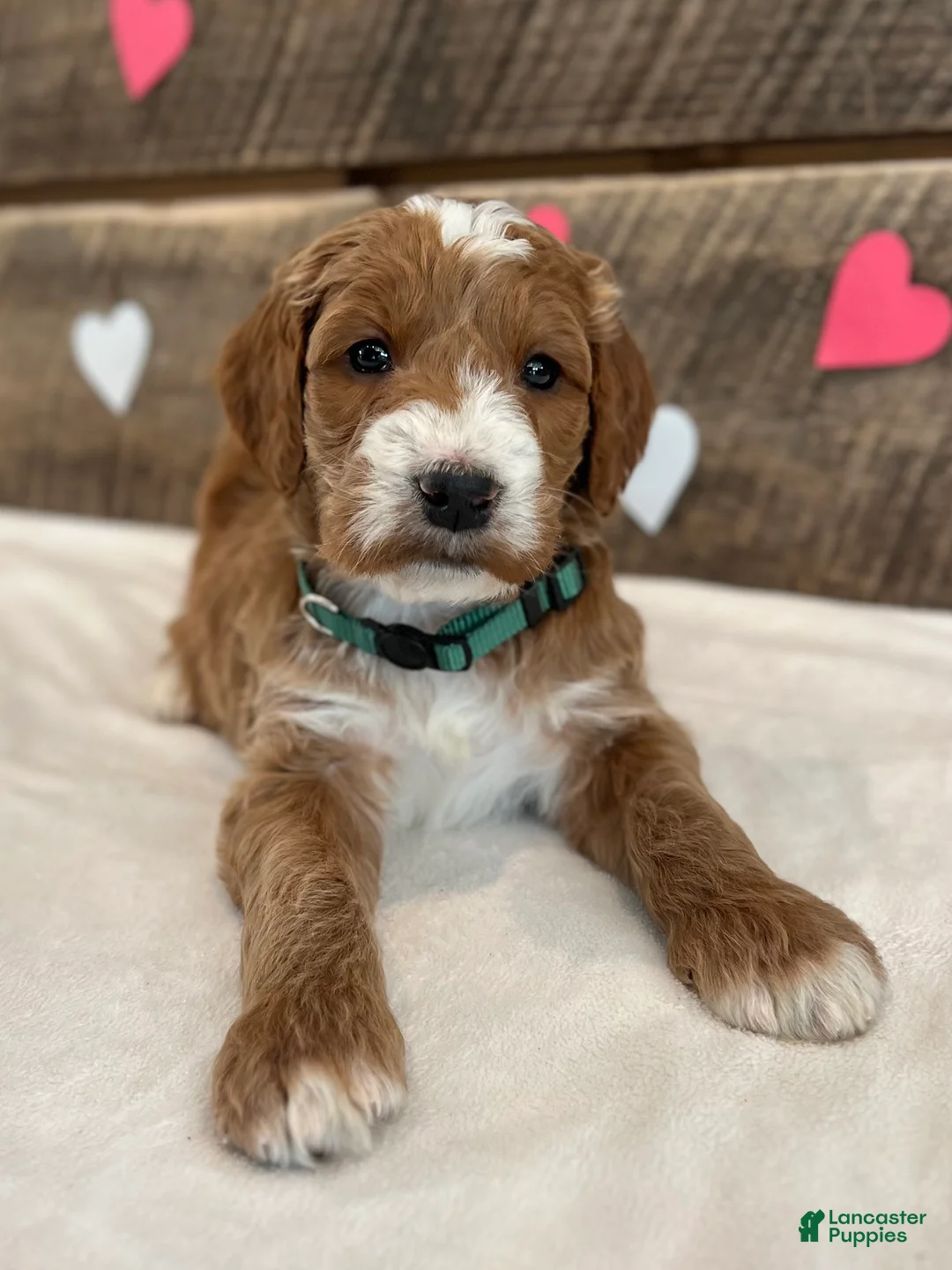 Irish Doodle dogs for sale: Jackson - Ad 14