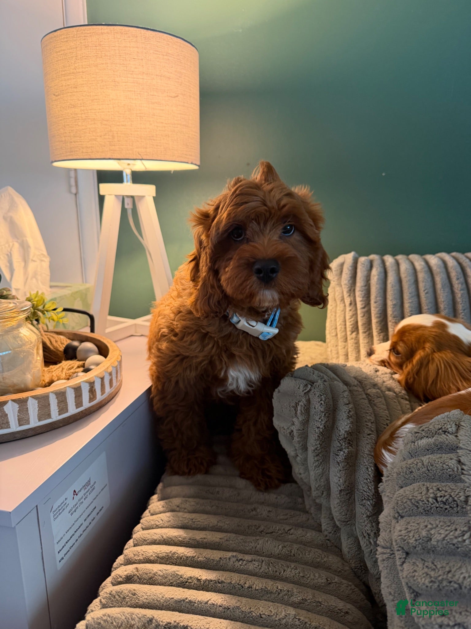 Cavapoo dogs Cavapoo 1 - Ad 6